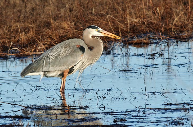 Great Blue Heron
