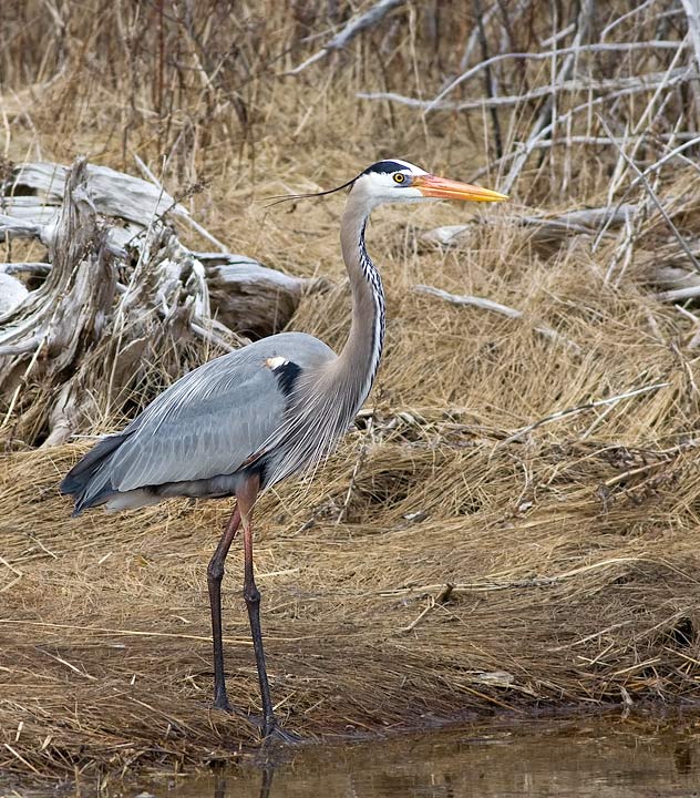 Great Blue Heron