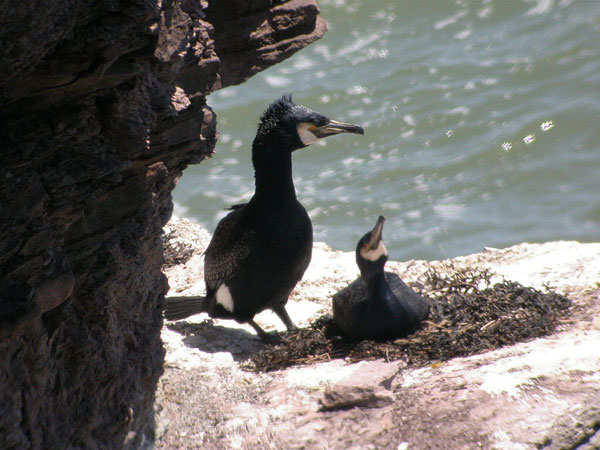 Great Cormorant