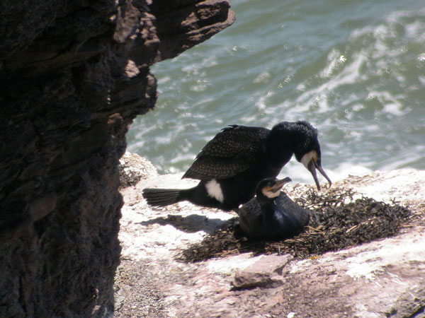 Great Cormorant