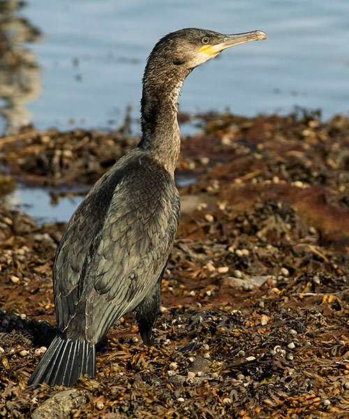 Great Cormorant