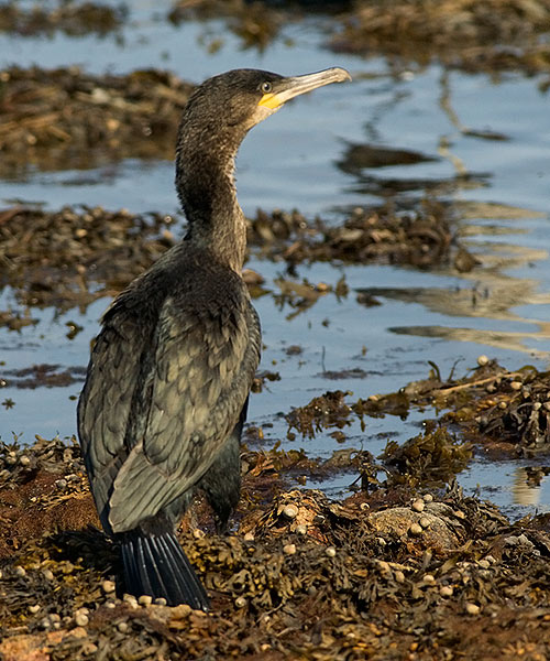 Great Cormorant