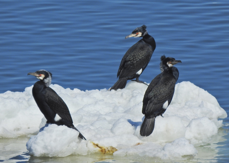Great Cormorant