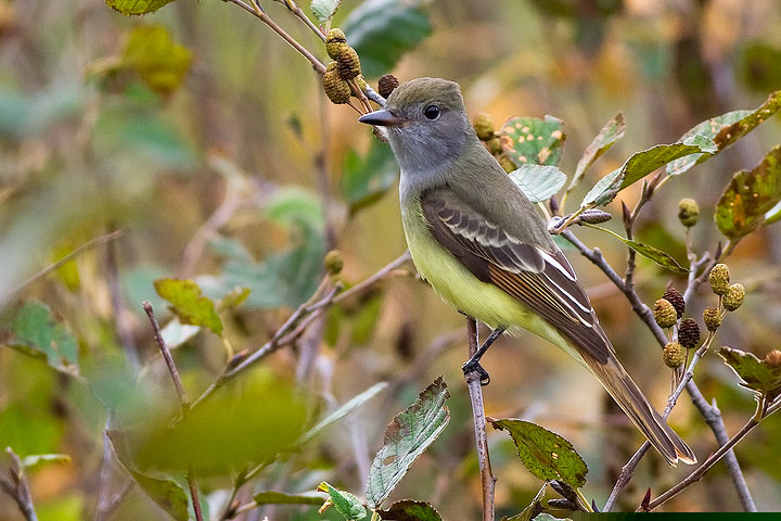 Great Crested Flycatcher