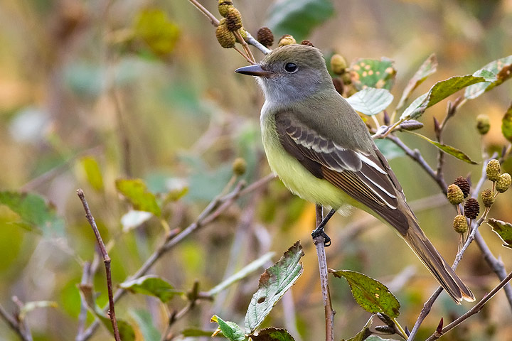 Great Crested Flycatcher