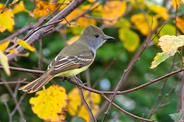 Great Crested Flycatcher