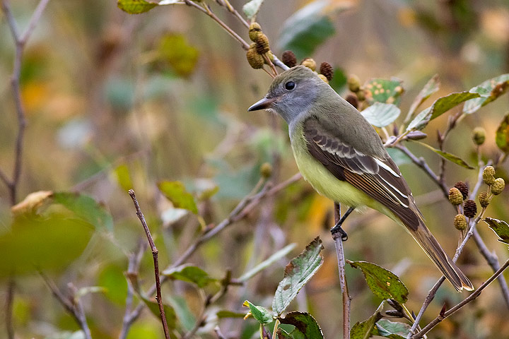 Great Crested Flycatcher