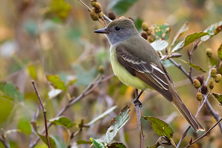 Great Crested Flycatcher