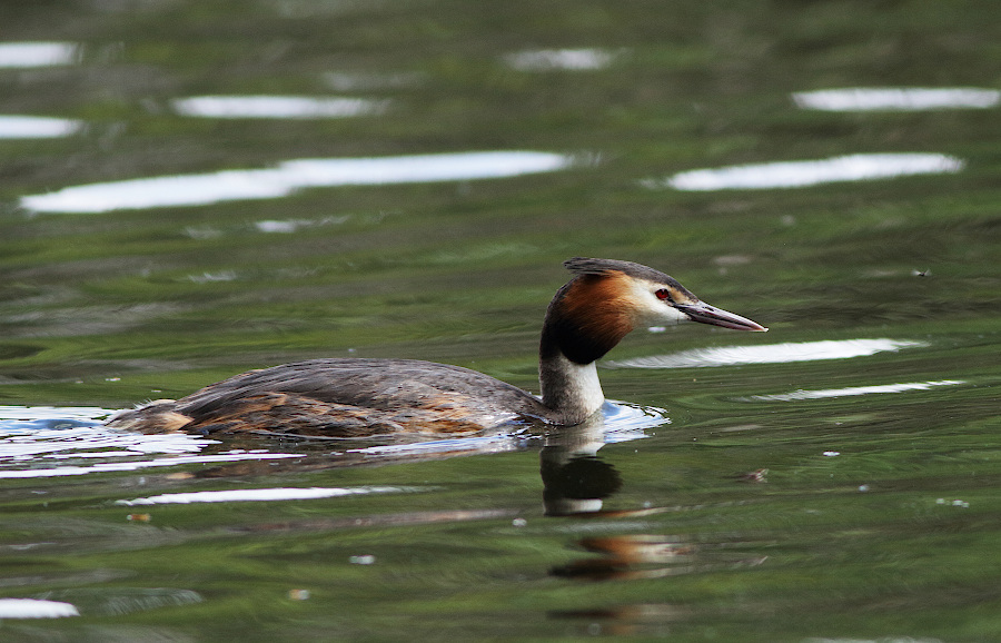 Great Crested Grebe