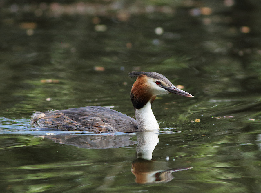 Great Crested Grebe