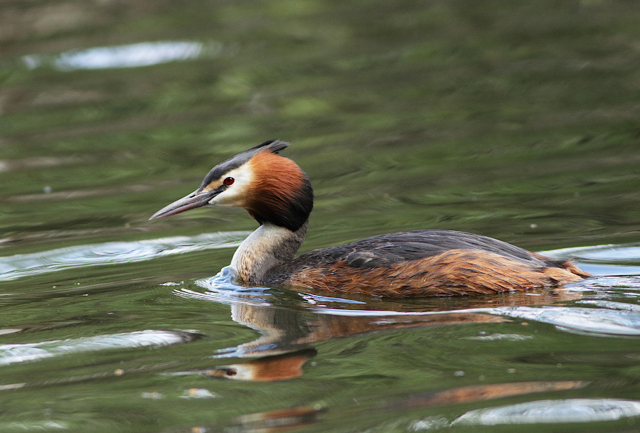 Great Crested Grebe