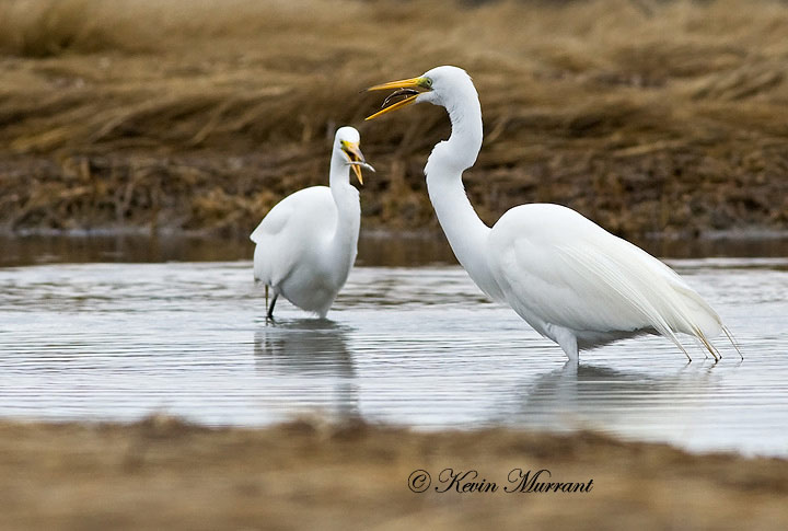 Great Egret