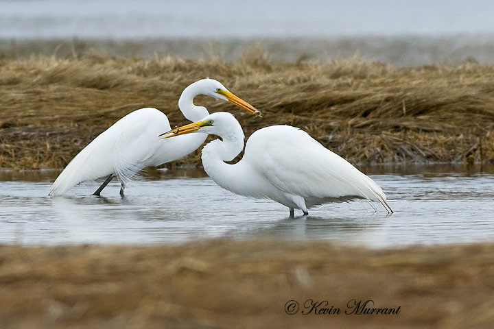 Great Egret