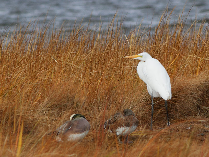 Great Egret