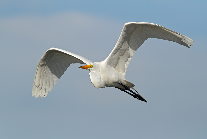 Great Egret