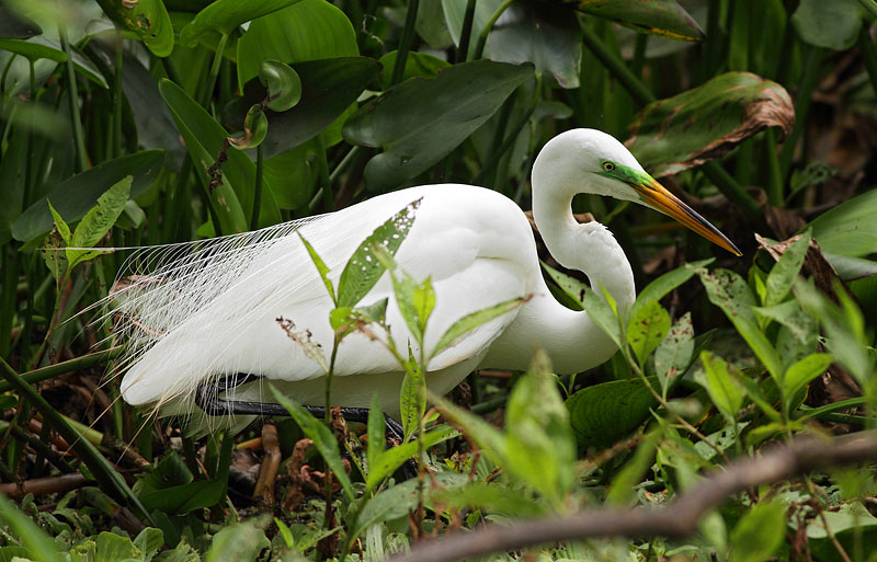 Great Egret