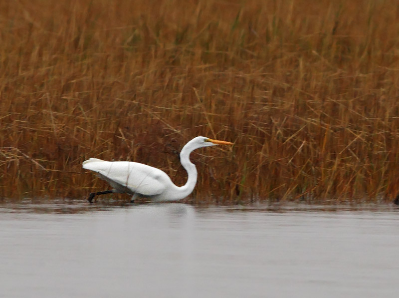 Great Egret