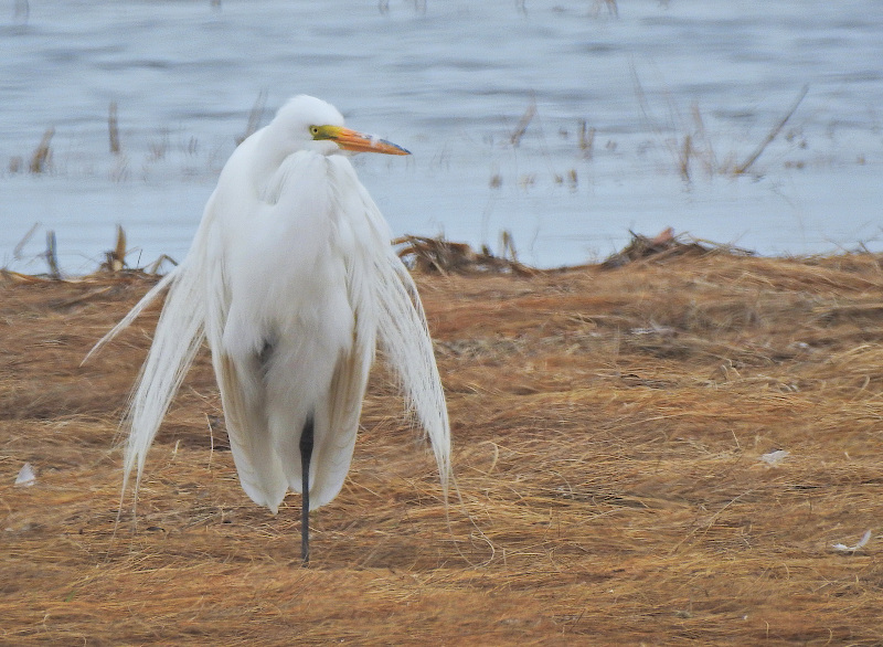 Great Egret