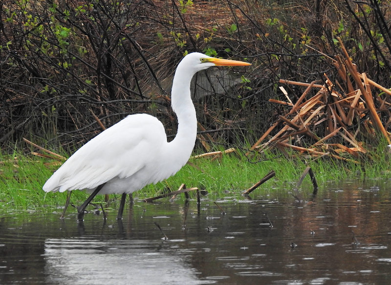Great Egret