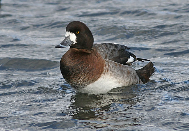 Greater Scaup