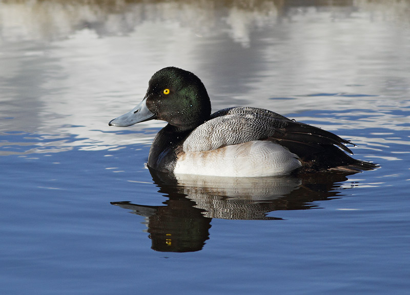Greater Scaup