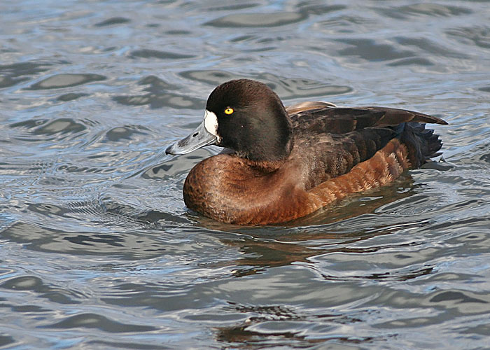 Greater Scaup