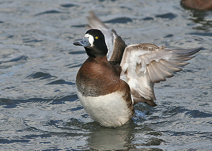 Greater Scaup