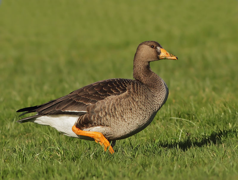 Greater White-fronted Goose