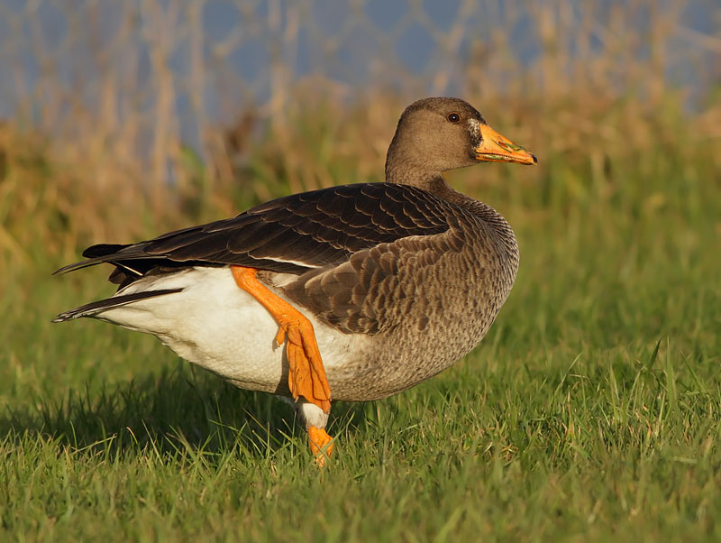 Greater White-fronted Goose
