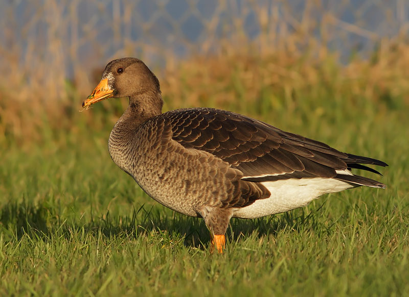 Greater White-fronted Goose