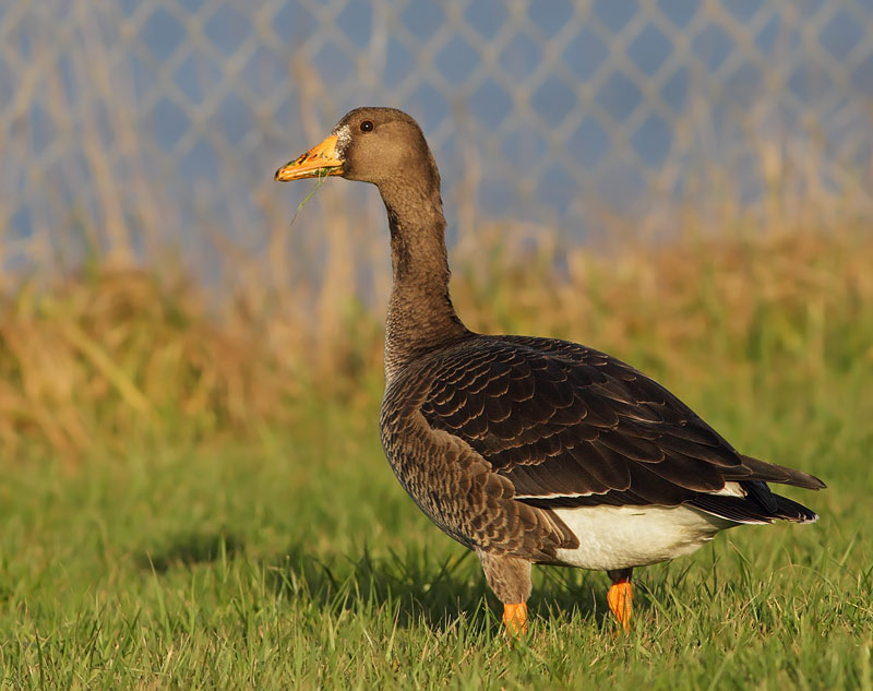 Greater White-fronted Goose