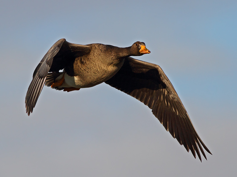 Greater White-fronted Goose