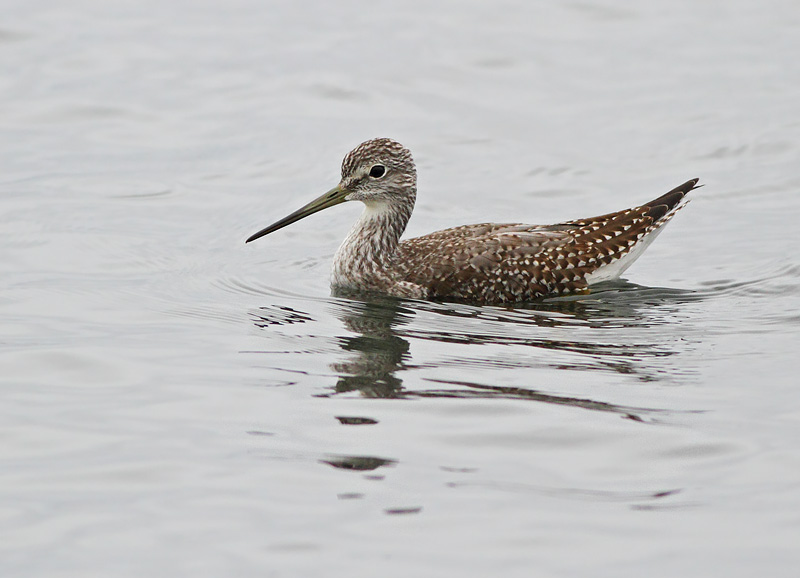 Greater Yellowlegs