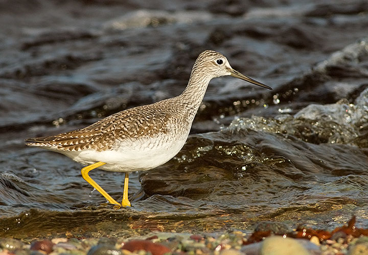 Greater Yellowlegs