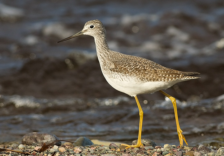 Greater Yellowlegs
