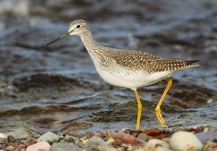 Greater Yellowlegs