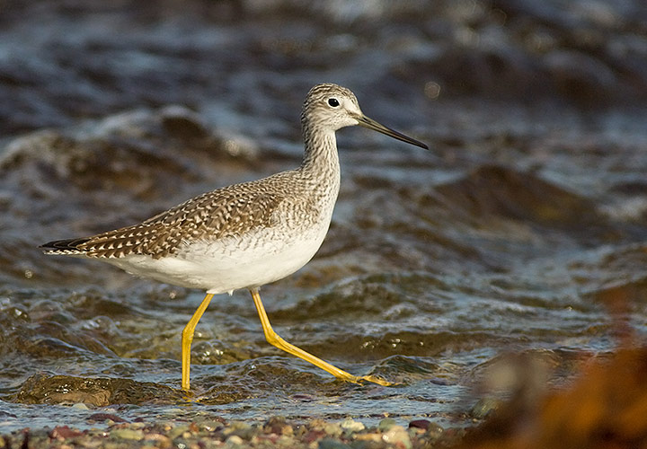 Greater Yellowlegs