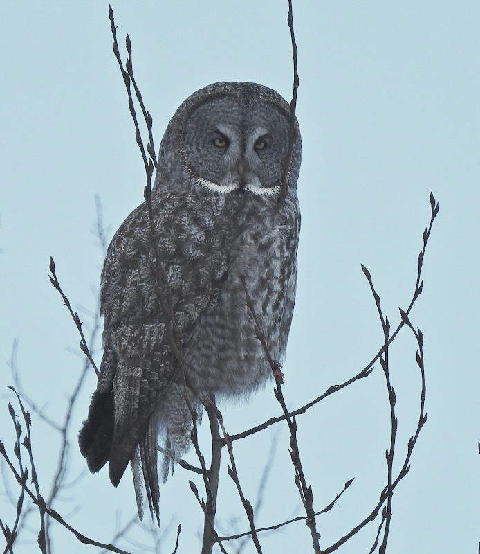 Great Gray Owl
