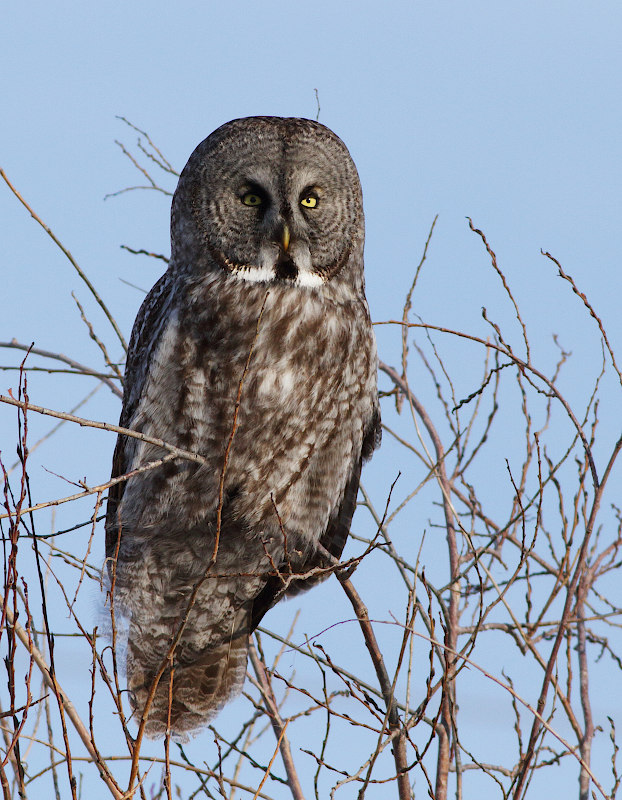 Great Gray Owl