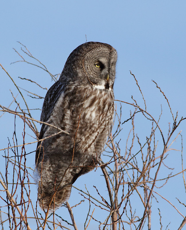 Great Gray Owl