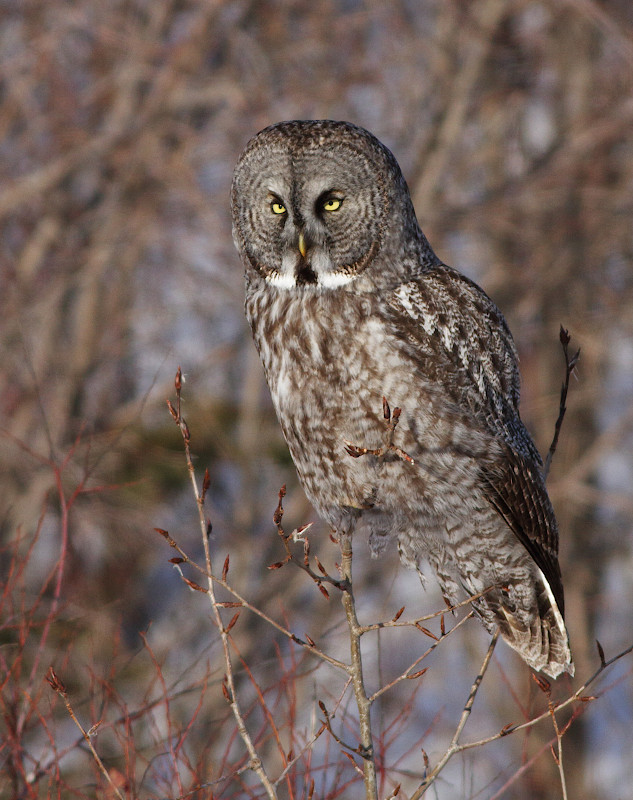 Great Gray Owl