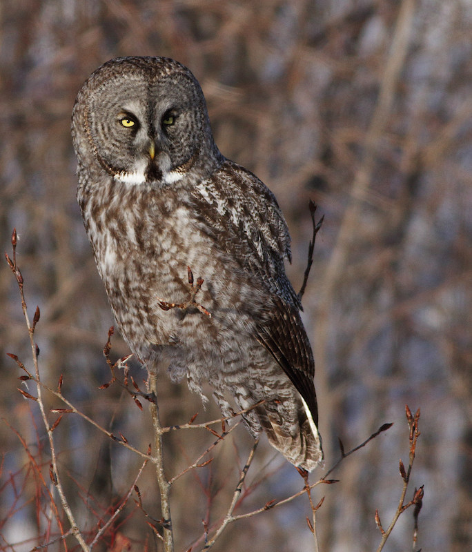 Great Gray Owl