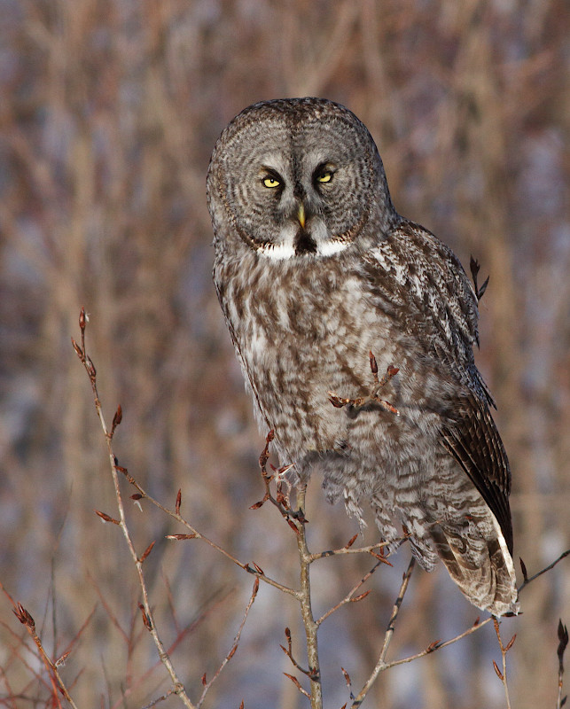 Great Gray Owl