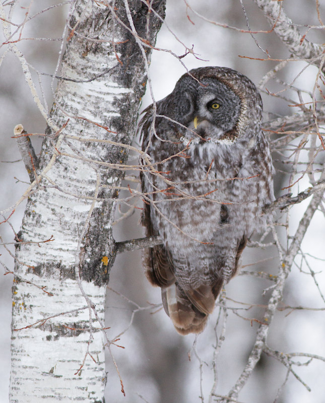 Great Gray Owl
