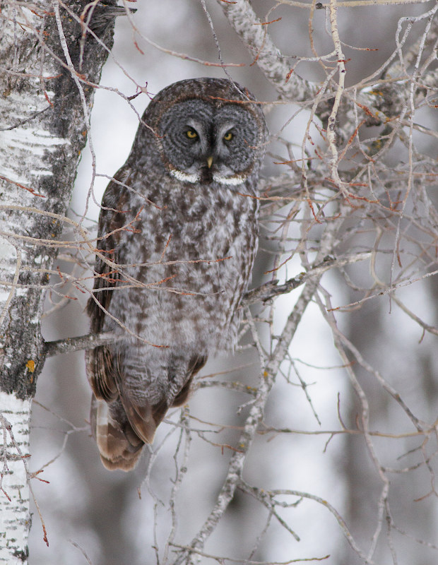 Great Gray Owl