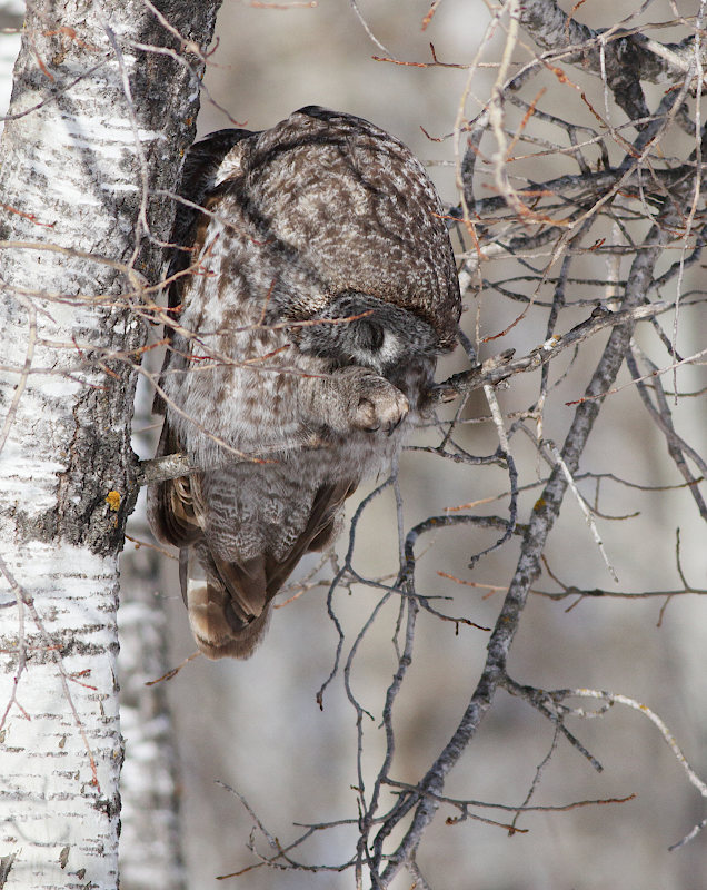Great Gray Owl