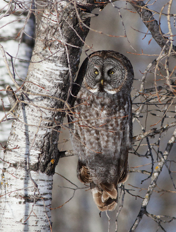 Great Gray Owl