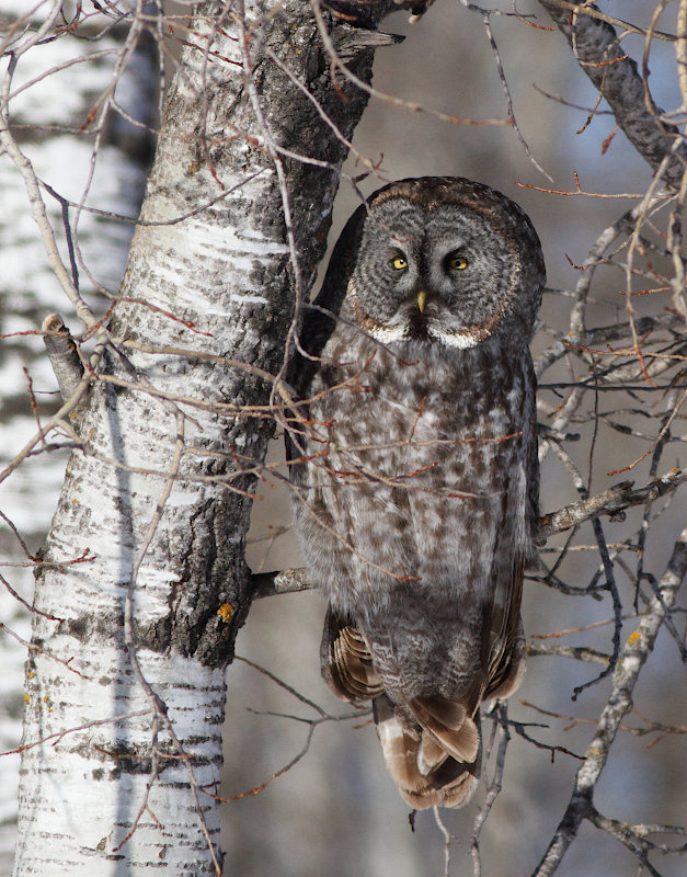 Great Gray Owl