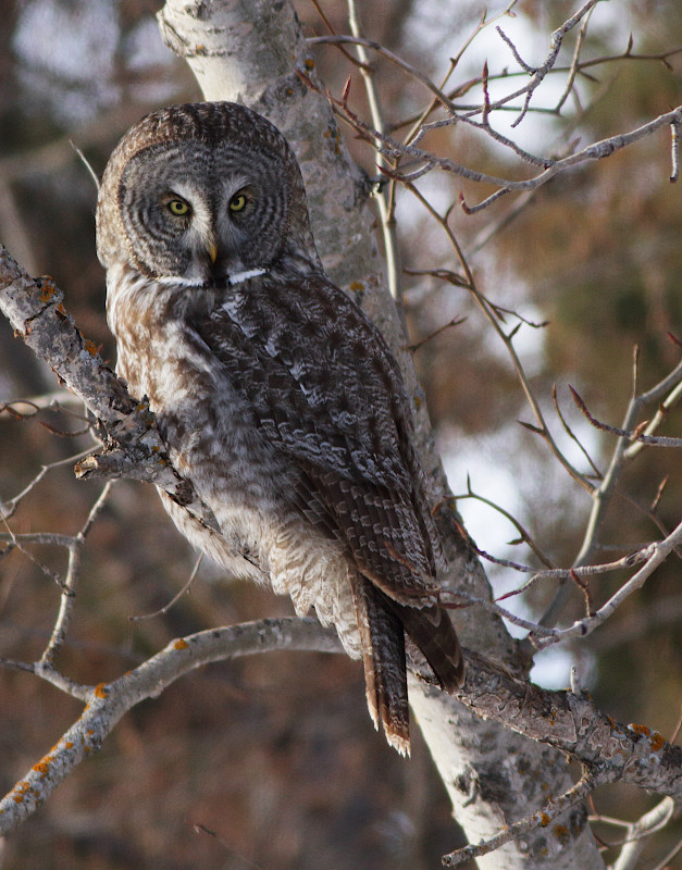 Great Gray Owl