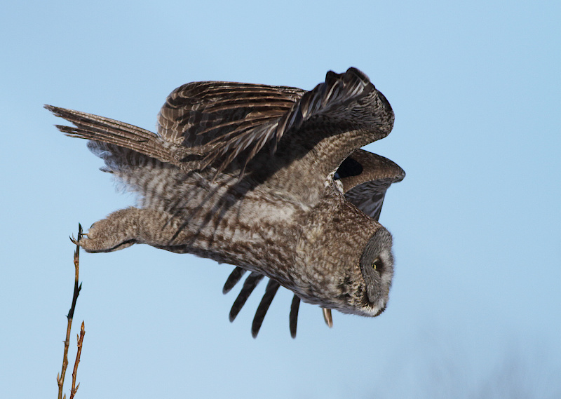 Great Gray Owl